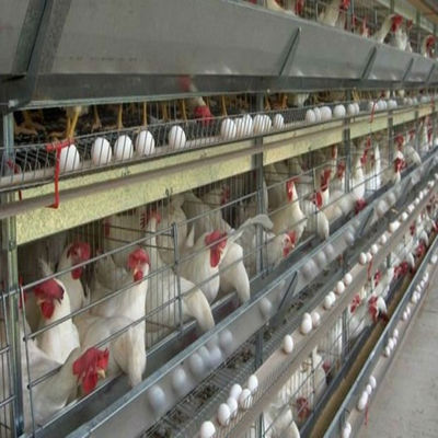 Buy Automated Ventilation Steel Frame Chicken Coop Management Poultry House online manufacture