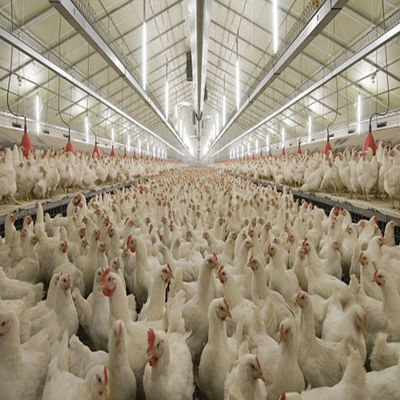 Durable Large Span Steel Structure Chicken House Light Steel Frame Construction