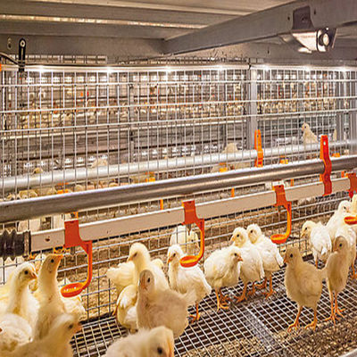Galvanized Steel Frame Chicken House Bolts Connection Steel Structure Poultry Sheds